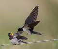 Swallow feeding dragonfly to young - Charles Whitfield-King
